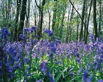 Highgate Wood