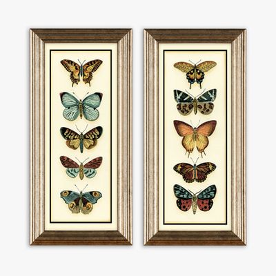 Vintage Butterflies Framed Print Set from John Lewis