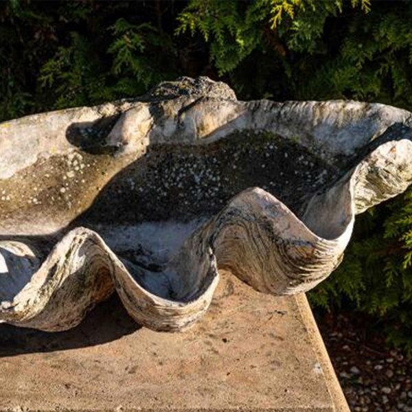Antique Giant Clam Shell from English Salvage