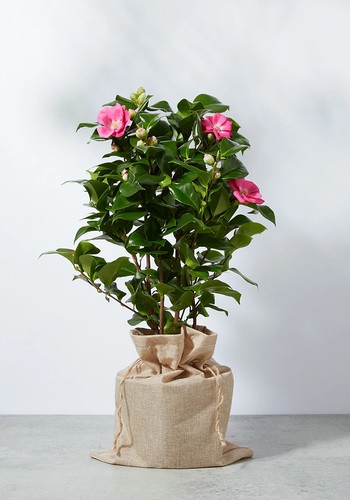 Camelia Plant from M&S