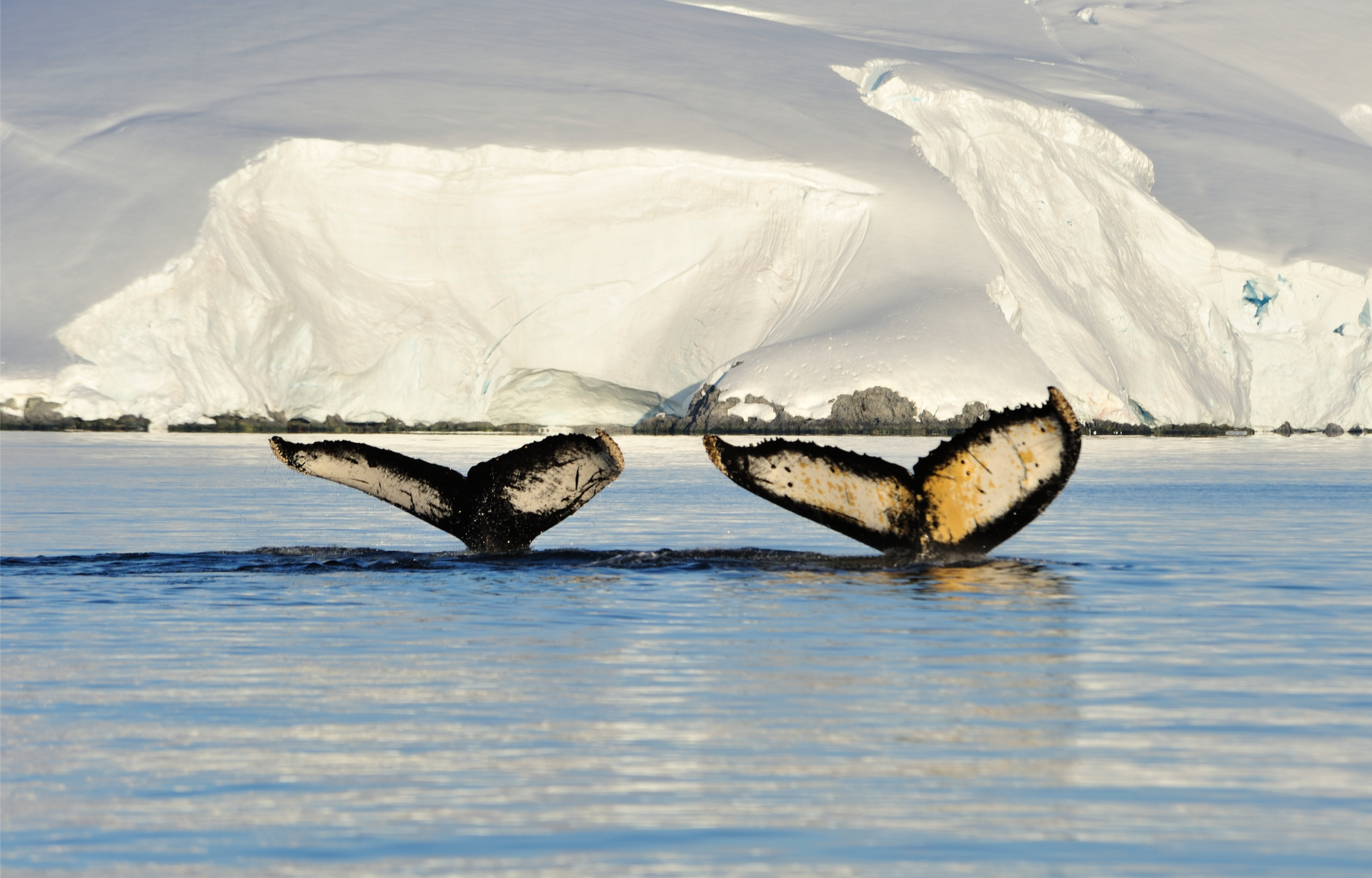 Antarctica