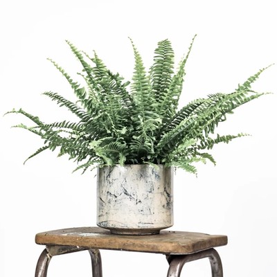 Boston Fern from Leaf Envy