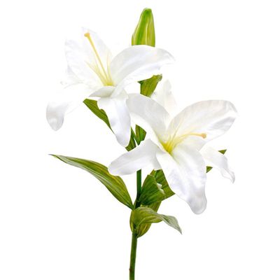 Casablanca Lily from Amaranthine Blooms