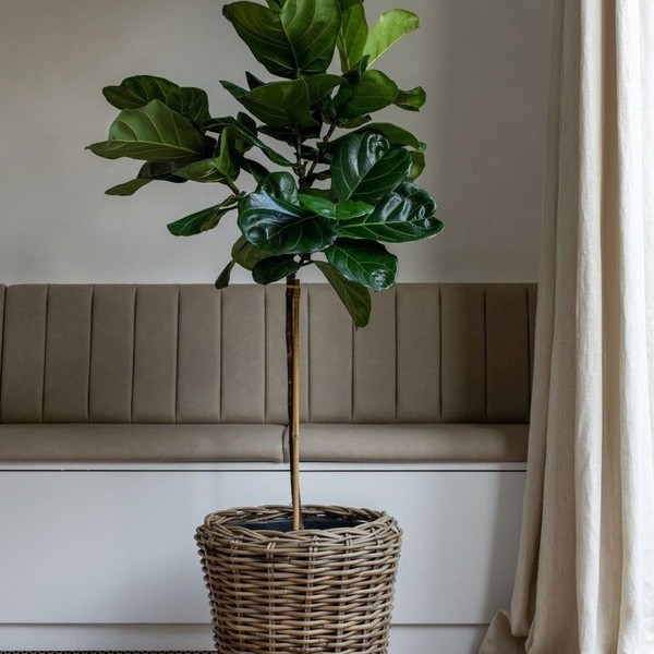 Thin Stem Fiddle-Leaf Fig Tree from Plant Drop