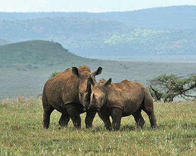 Borana Conservancy, Kenya