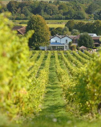 Denbies Wine Estate