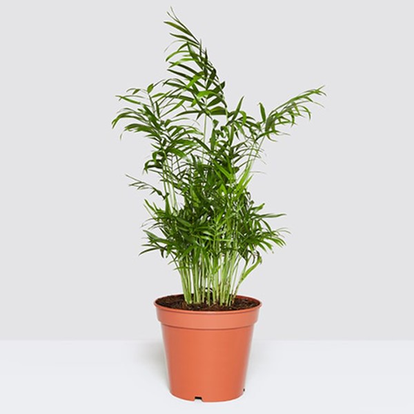 Sharon Palm from Patch Plants
