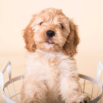 What You Should Know About Buying A Puppy