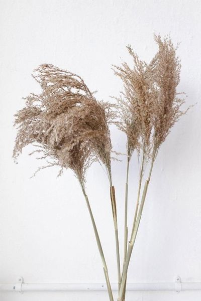 Tall Natural Brown Wide Cortaderia Pampas Grass from Little Deer