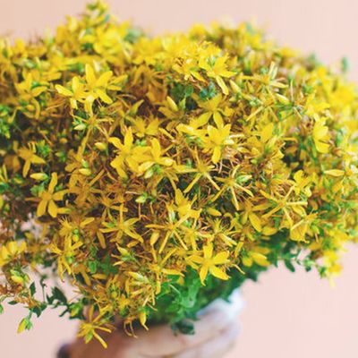 6 Things To Know Before Taking St John’s Wort For Depression
