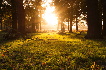 Richmond Park, London