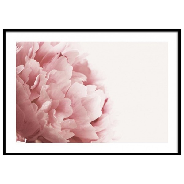 Pink Peony from Desenio
