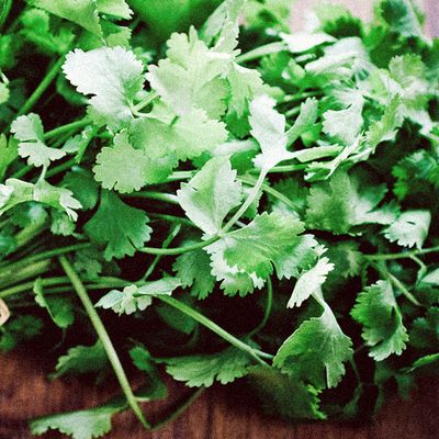 How To Make The Most of Coriander 