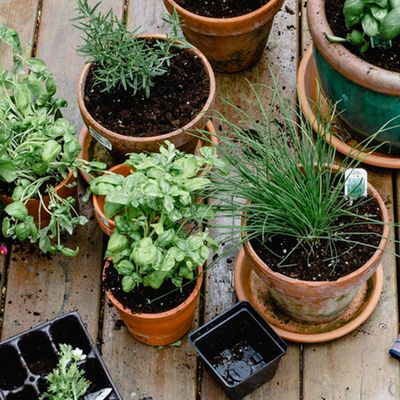 Where To Buy Garden Plants Online 