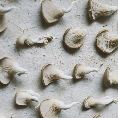 6 Reasons To Add Medicinal Mushrooms To Your Diet