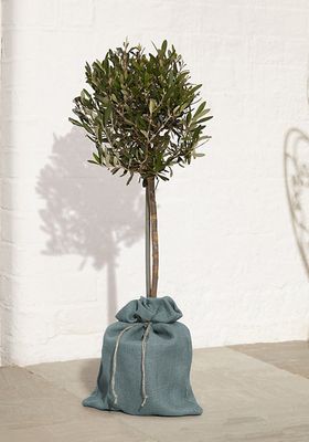 Olive Tree from M&S