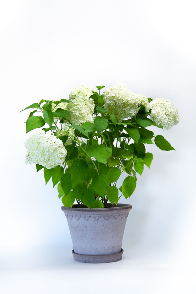 Hydrangea Annabelle