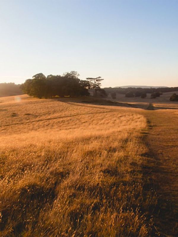 12 Boxing Day Walks In And Around London