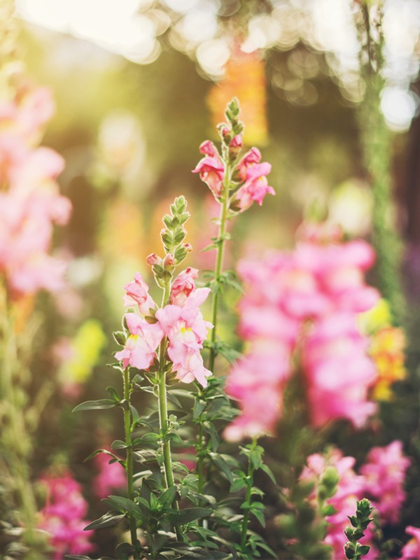 What To Plant In Your Garden Now