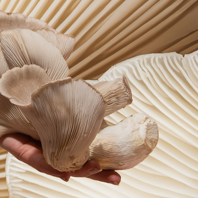 A Beginner’s Guide To Functional Mushrooms