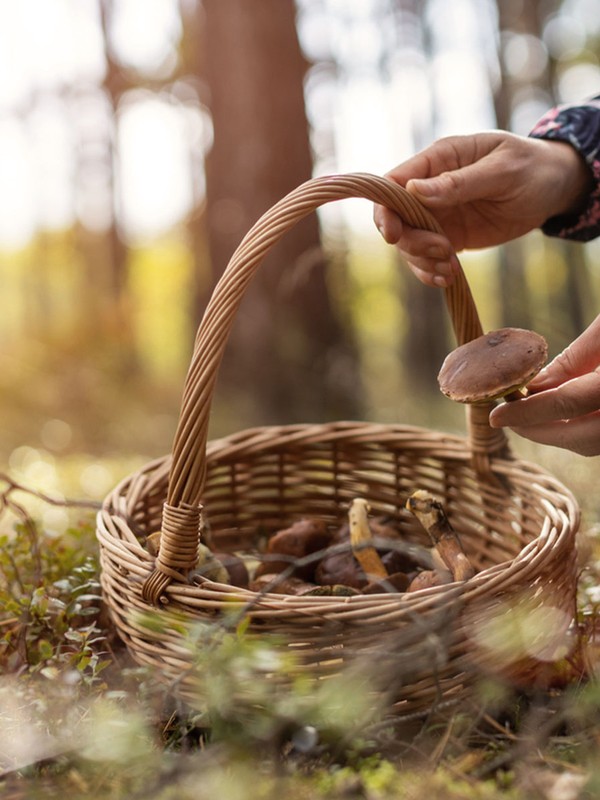 A Beginner’s Guide To Foraging 