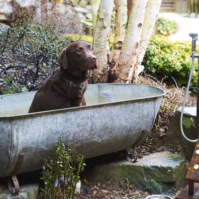 Dreamy Dog-Friendly Hotels In The UK