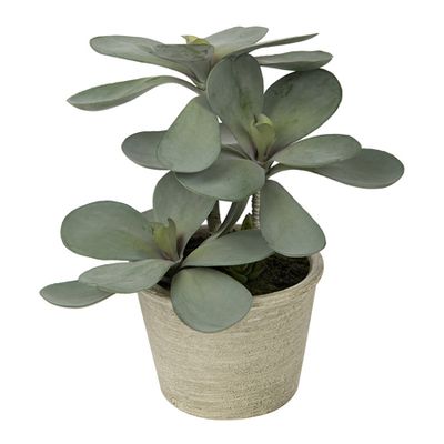 Potted Kalanchoe