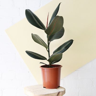 Ficus Elastica Robusta, £12