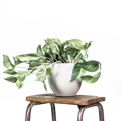 Marble Queen Pothos from Leaf Envy