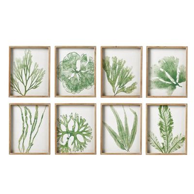 Set of Eight Coral & Seaweed Prints