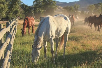 Mountain Sky Ranch, Montana