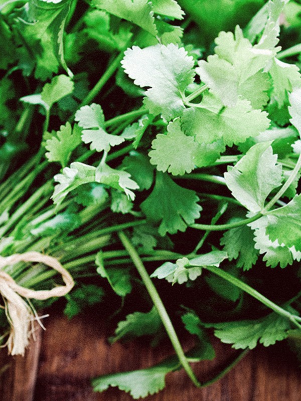 How To Make The Most of Coriander 