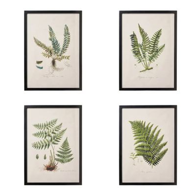 Fern Framed Prints