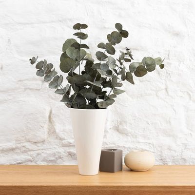 Preserved Eucalyptus Syneria Bundle