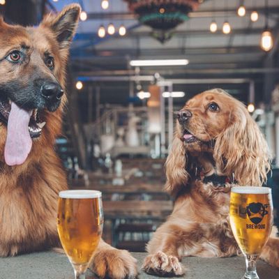 8 Dog-Friendly Pubs In London