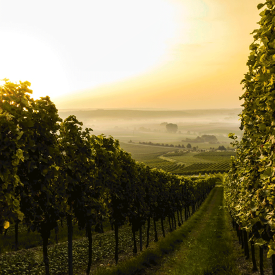 The Best Vineyards To Visit In The UK