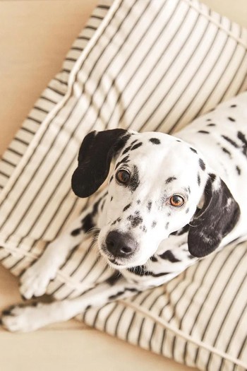 Striped Pet Cushion  from Zara