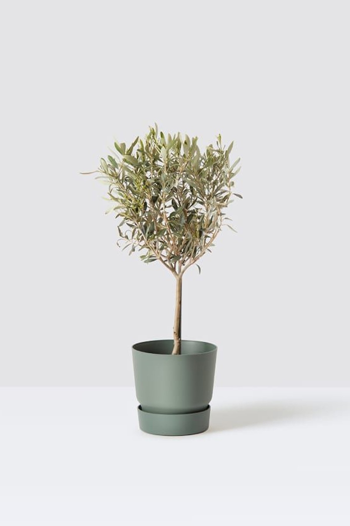 Olive Tree from Patch Plants