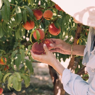 The Best Pick-Your-Own Farms Near London 