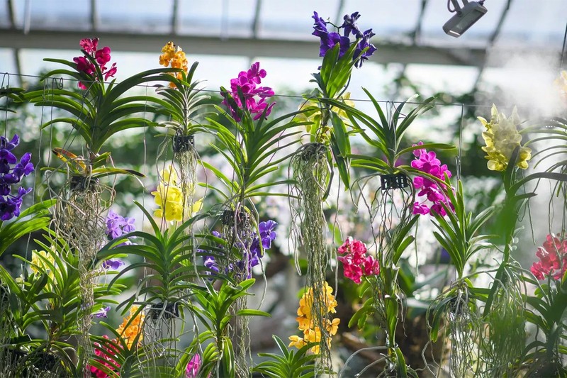 Orchid Festival At Kew Gardens