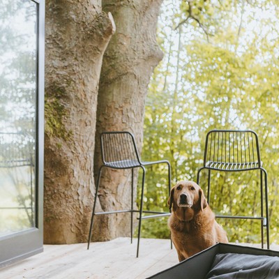 13 Dreamy Dog-Friendly Retreats Within 2 Hours Of London