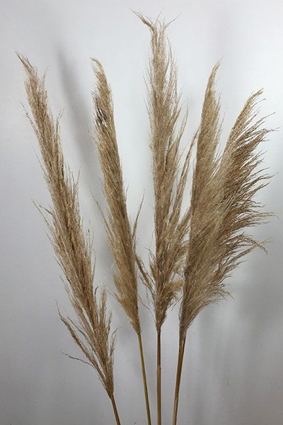 Dried Light Brown Mixed Grass from Barn Florist