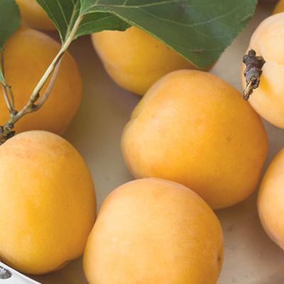 7 Impressive Health & Beauty Benefits Of Apricots