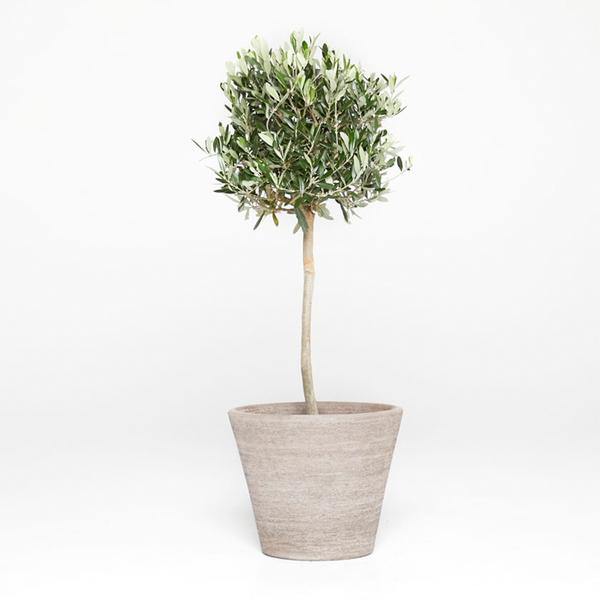 Patch Potted Olive Tree from Patch