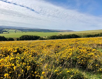 Dartmoor, Devon