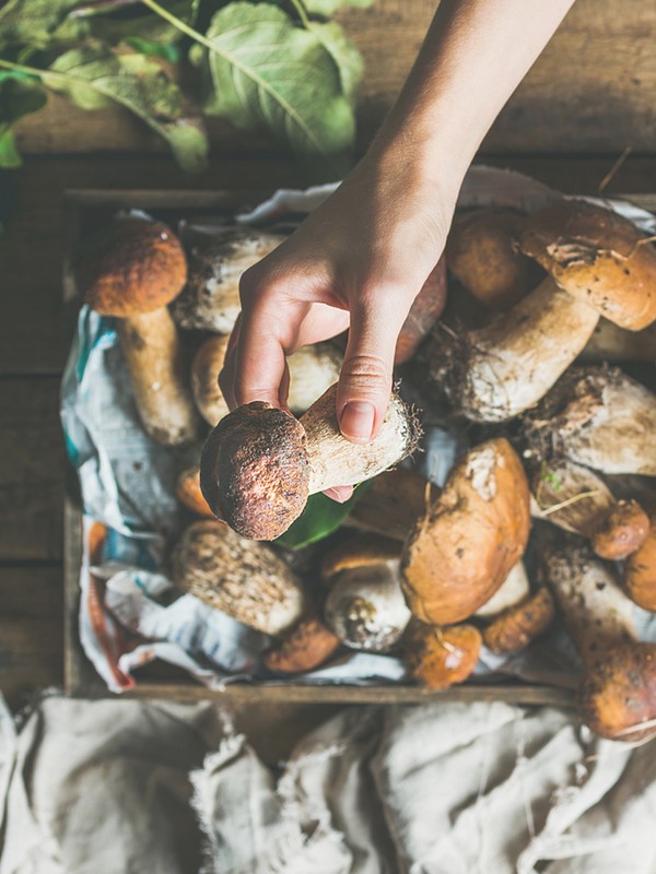 How To Forage For Food