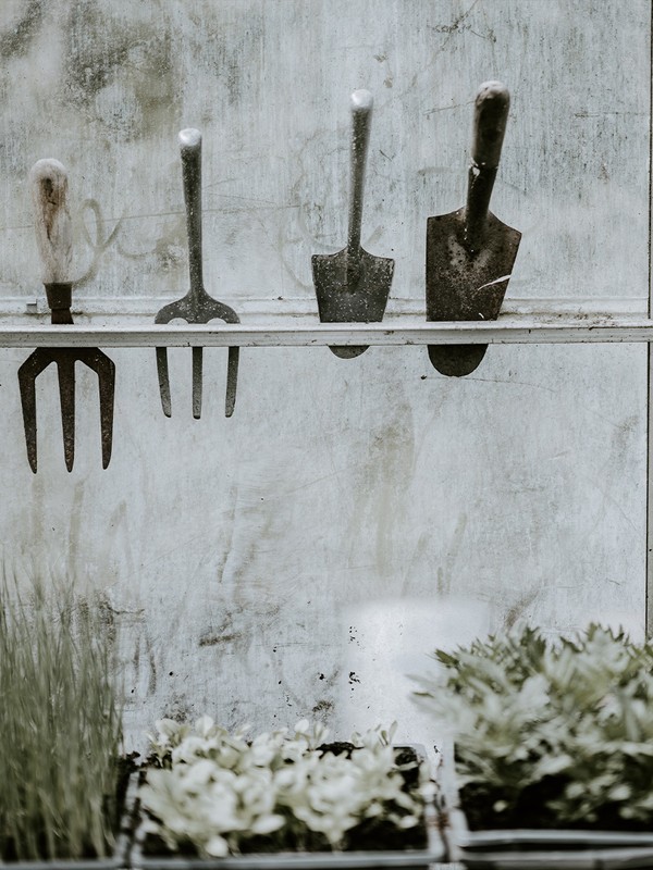 What To Plant In A Garden Now