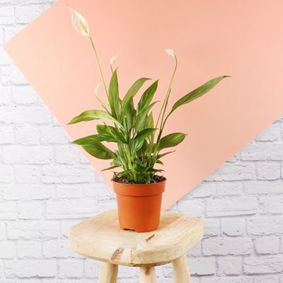 Peace Lily, £13 