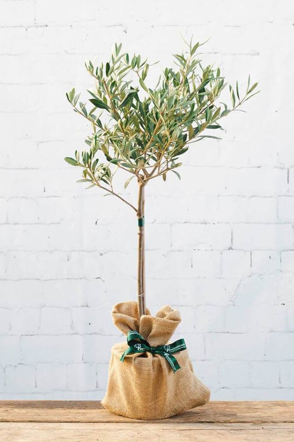 The Olive Tree Gift from tree2mydoor.com