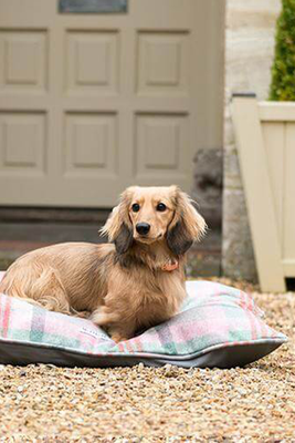 Macaroon Check Tweed Pillow Dog Bed from Mutts & Hounds